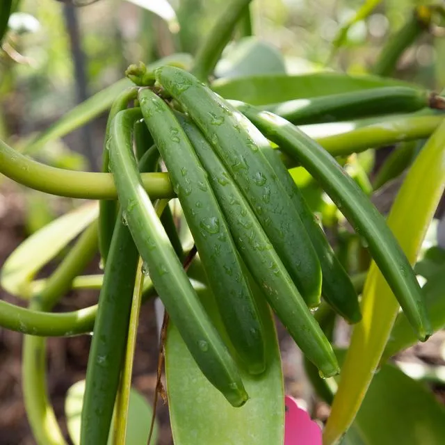 thumbnail for publication: Fertilizer Guidance for Vanilla Production in Florida
